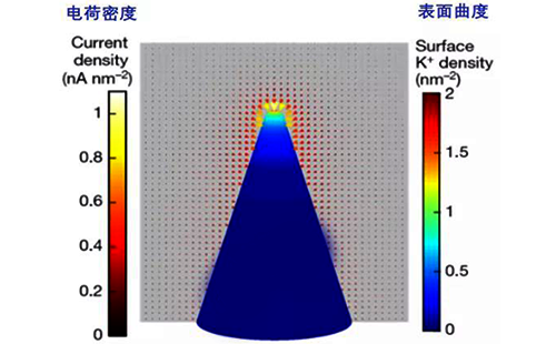 電荷密度與曲率成正比 電荷密度與曲率成正比