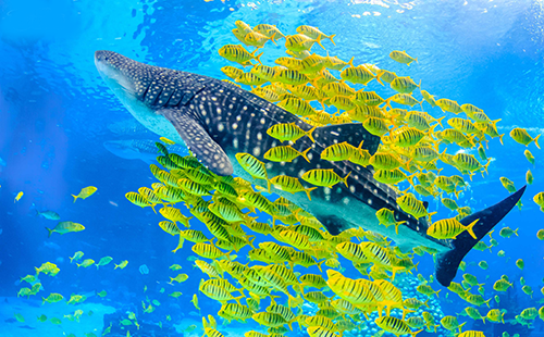 跟隨趨勢 跟隨趨勢